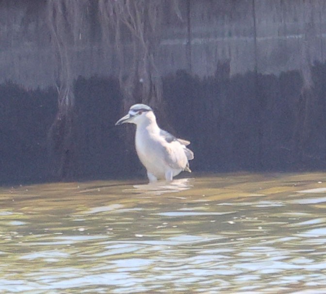 Ногоовор зашин - ML652671531