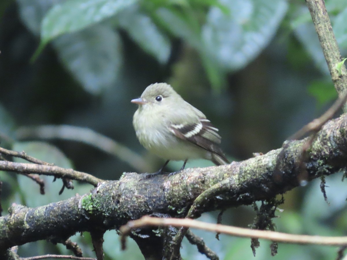 Піві-малюк жовточеревий - ML652671863