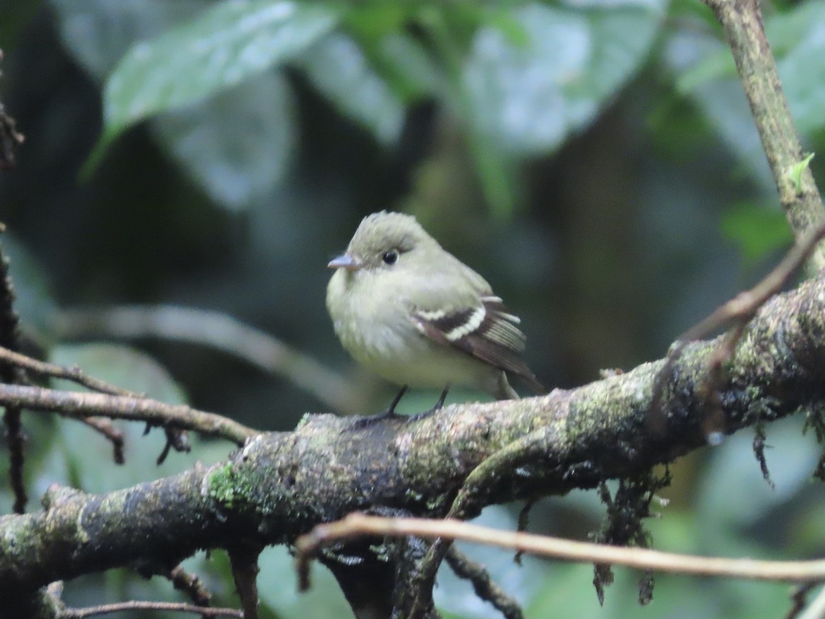 Піві-малюк жовточеревий - ML652671864