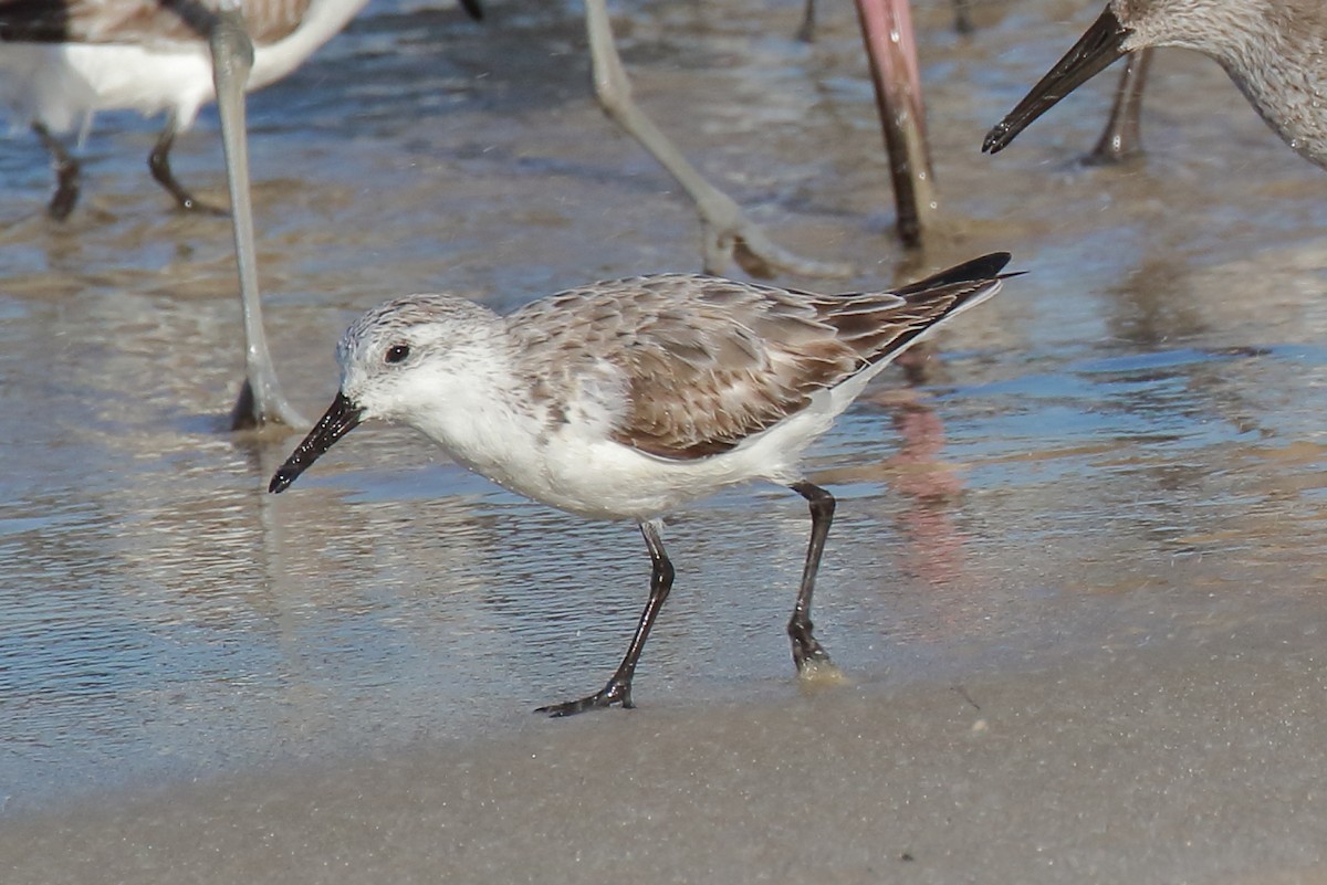 eBird Checklist - 12 Mar 2026 - Bald Point SP - 11 species