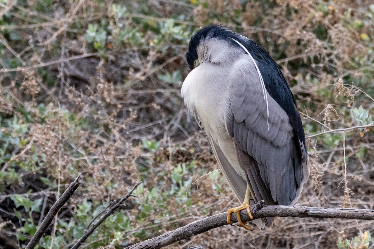 Ногоовор зашин - ML652672080