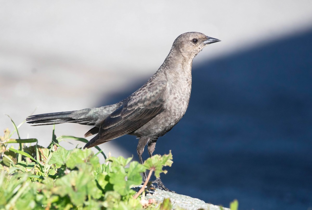 テリムクドリモドキ - ML652672395