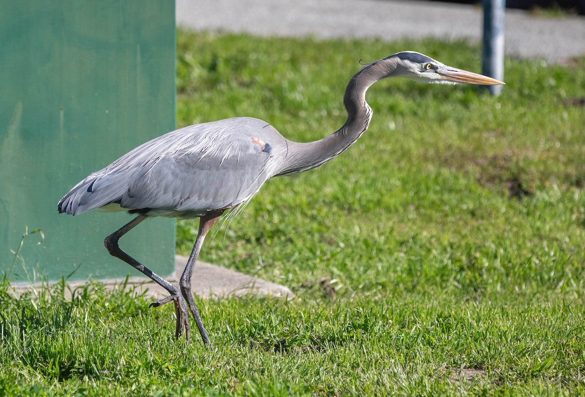 オオアオサギ - ML652672431