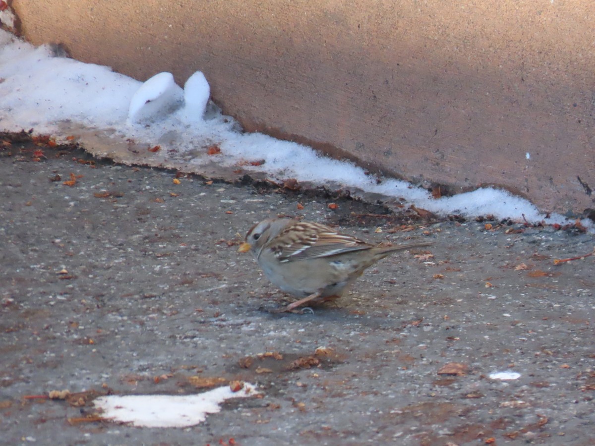 strnadec bělopásý - ML652672508