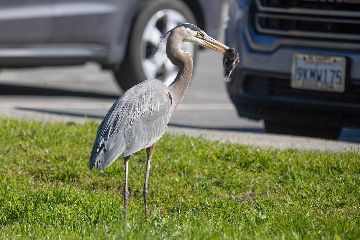 オオアオサギ - ML652672553