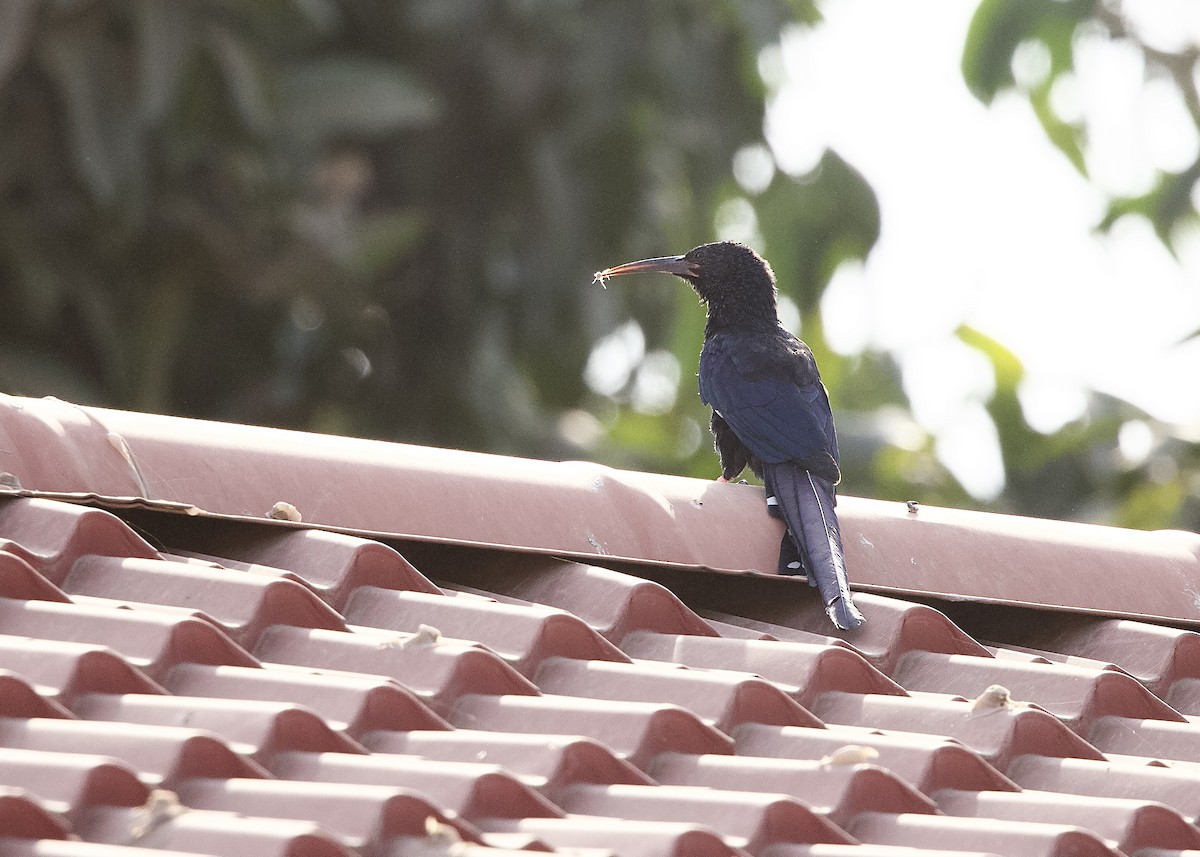 Green Woodhoopoe - ML652672793