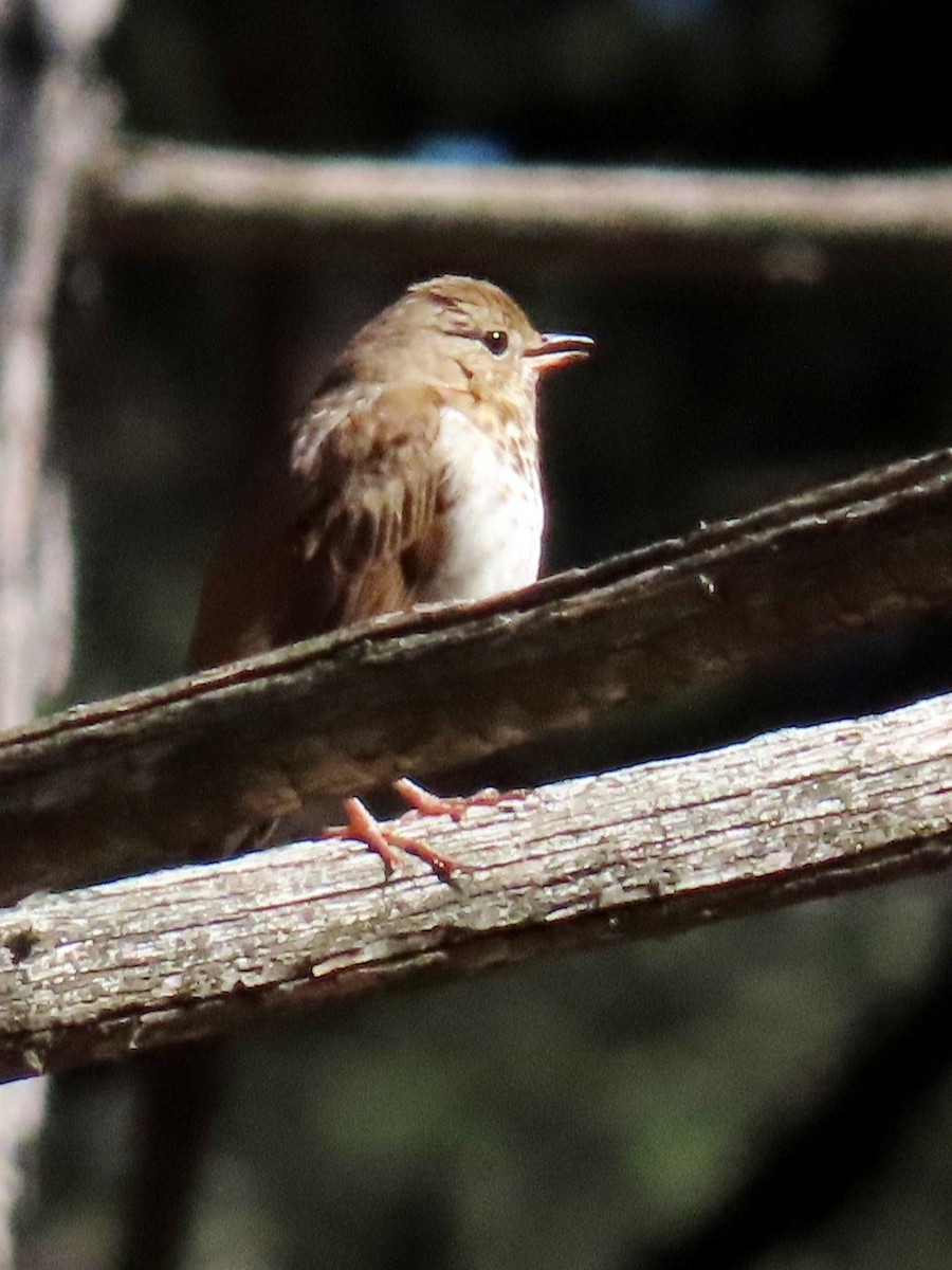 Hermit Thrush - ML652672899