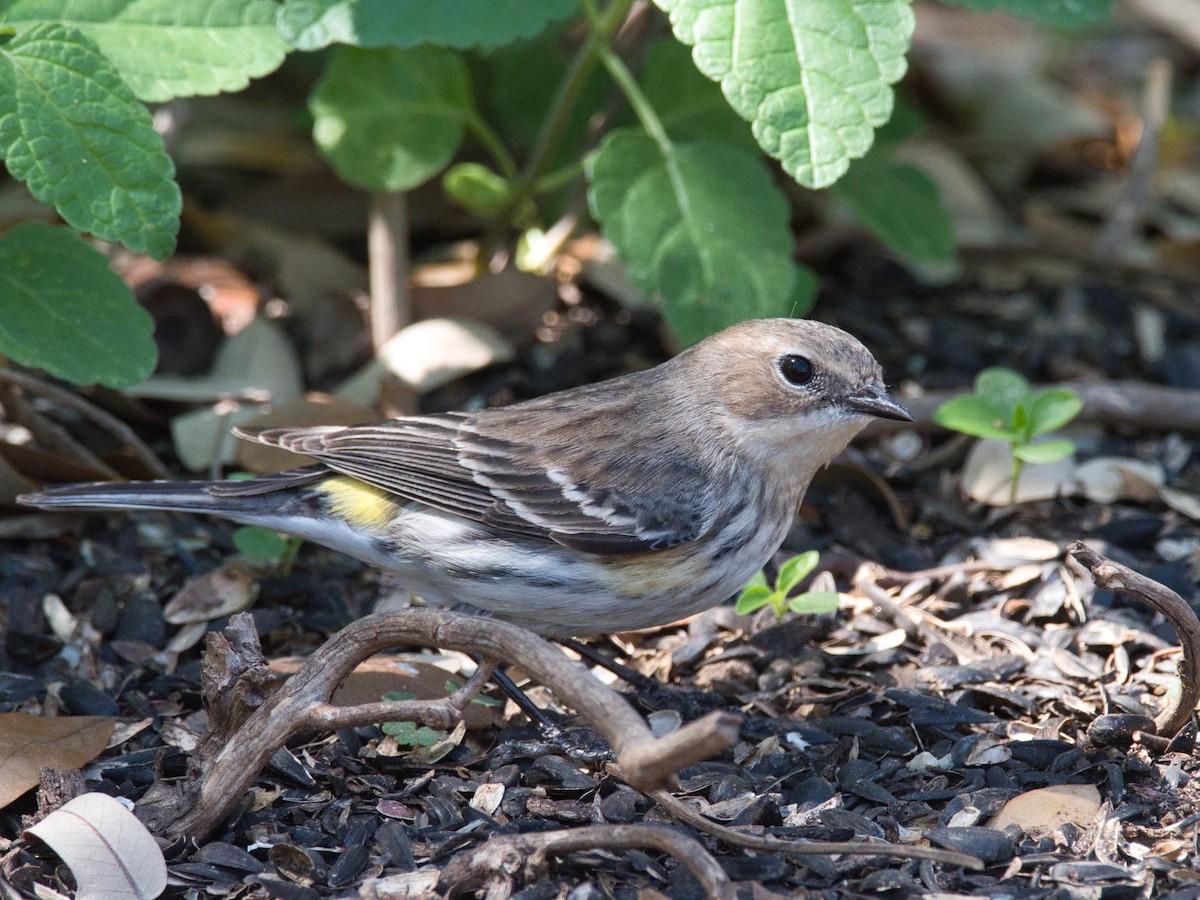 Yellow-rumped Warbler - ML652673219