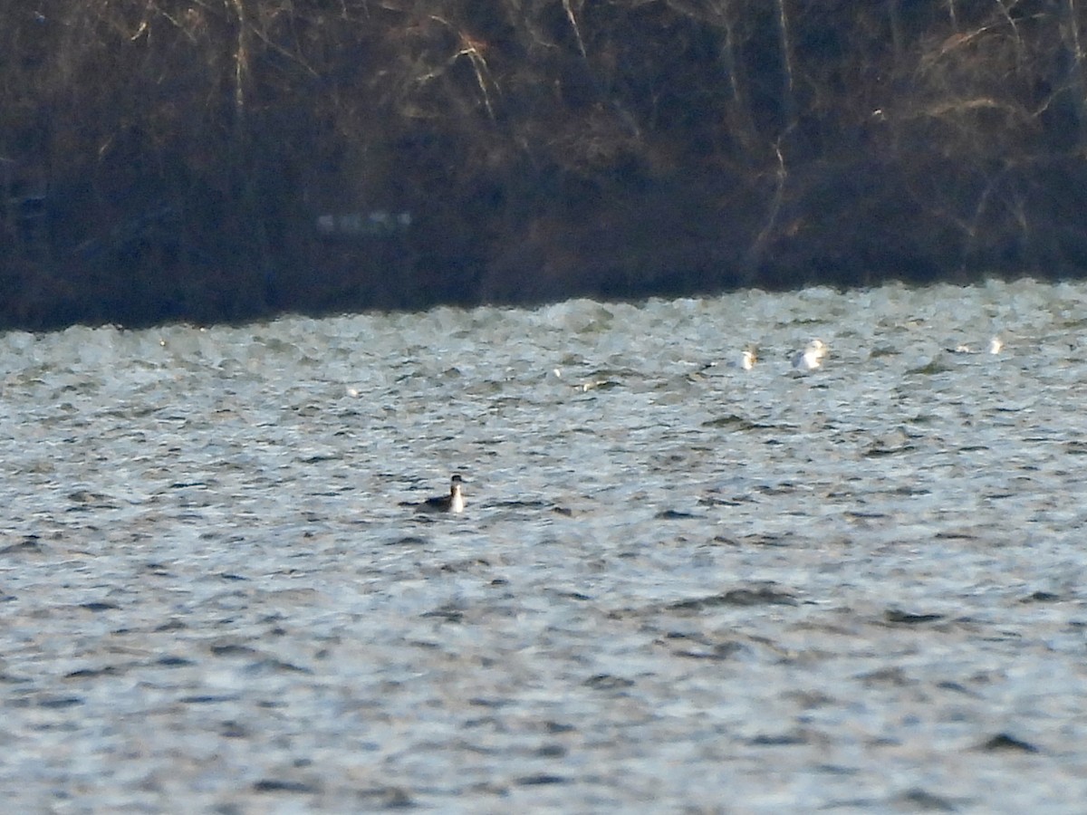 Txilinporta urrebelarria - ML652673252