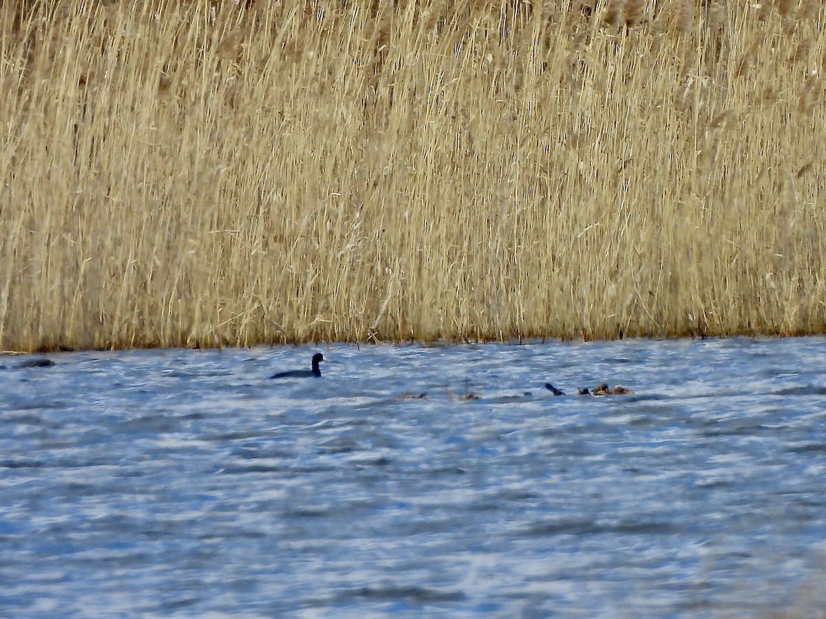 Kopetazuri amerikarra - ML652673299