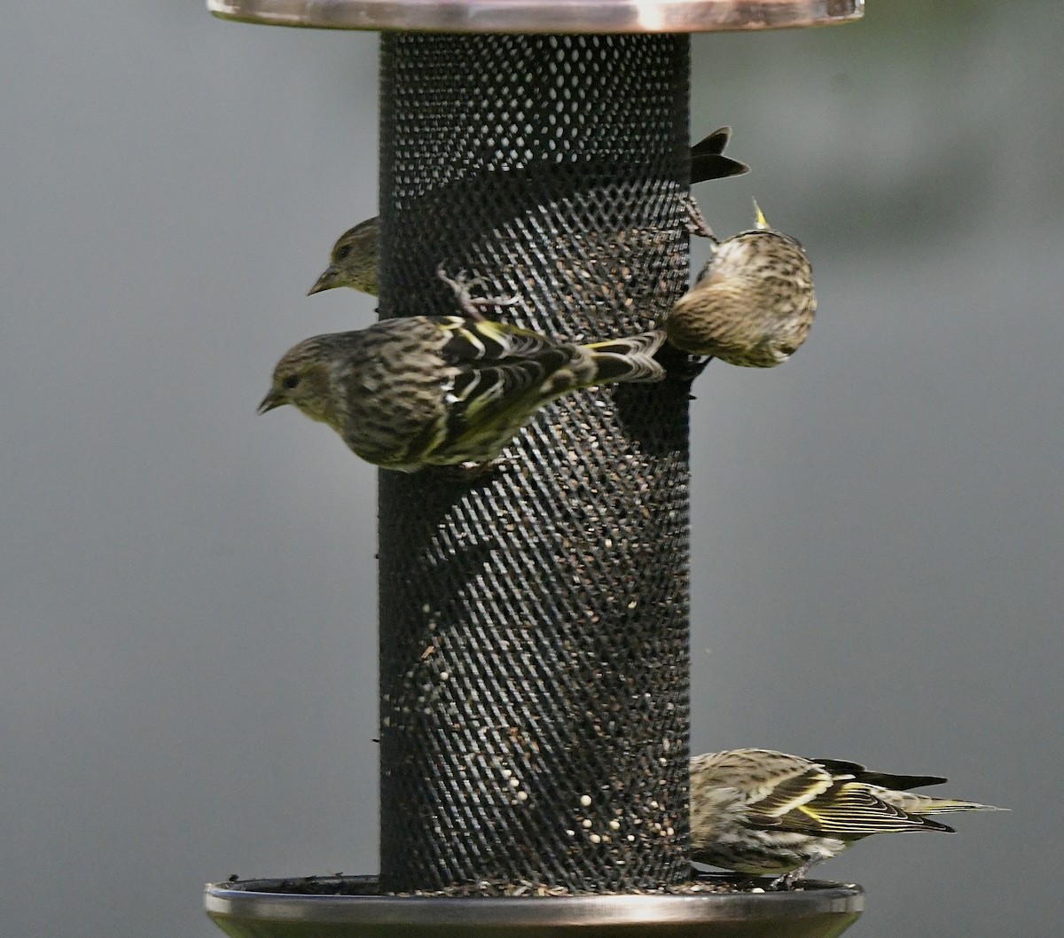 Jilguero de Los Pinos - ML652673358