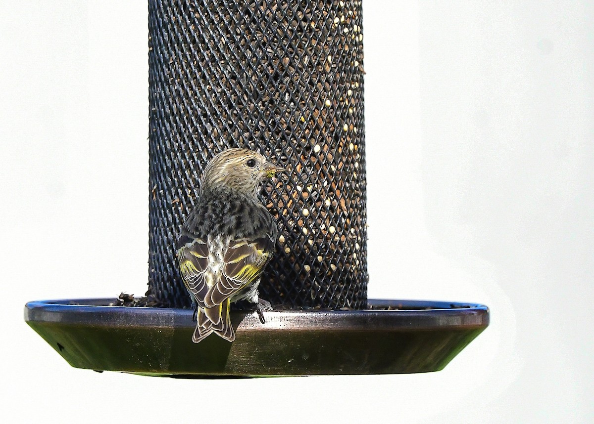 Jilguero de Los Pinos - ML652673359