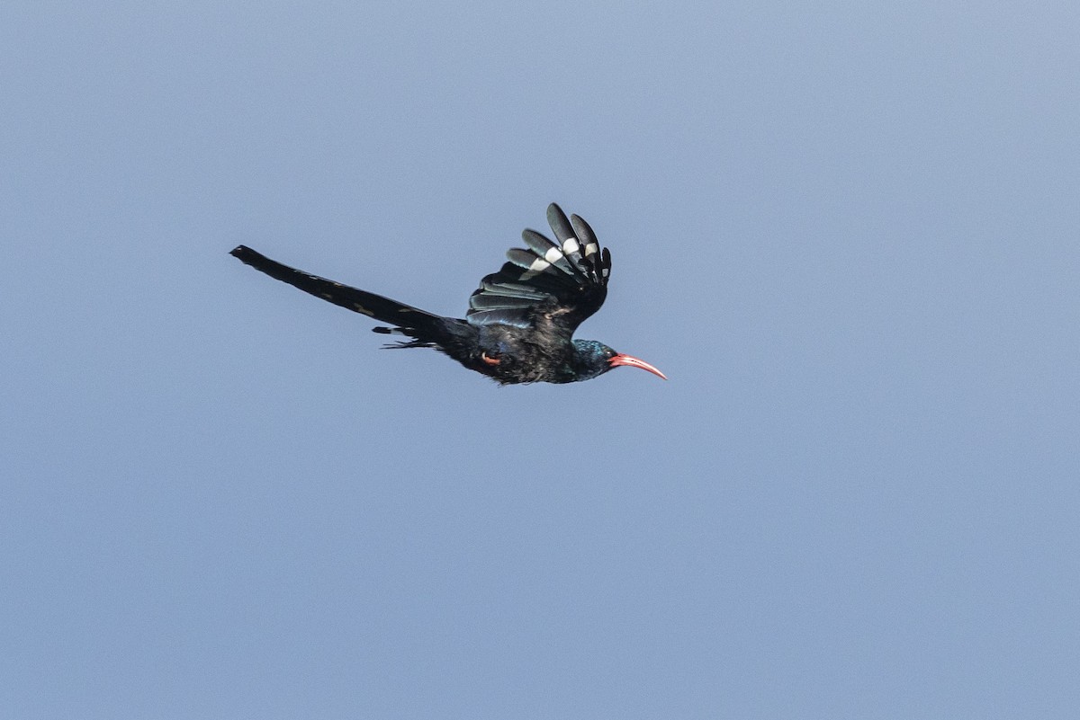 Green Woodhoopoe - ML652673448