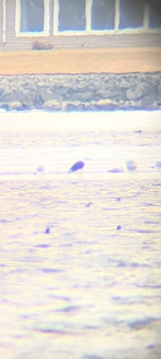 オオカモメ - ML652673450