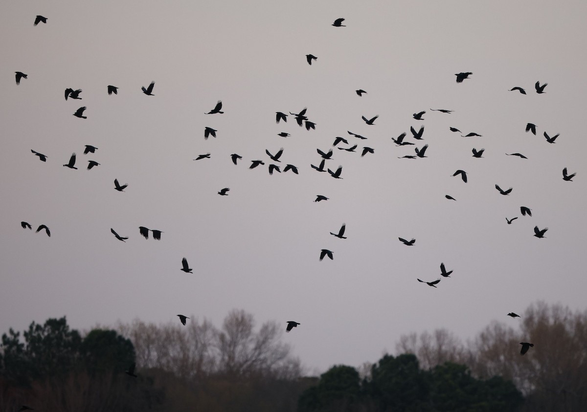 Fish Crow - ML652673602