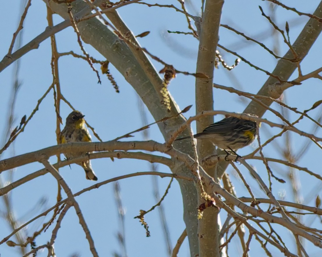 Yellow-rumped Warbler (Audubon's) - ML652673813