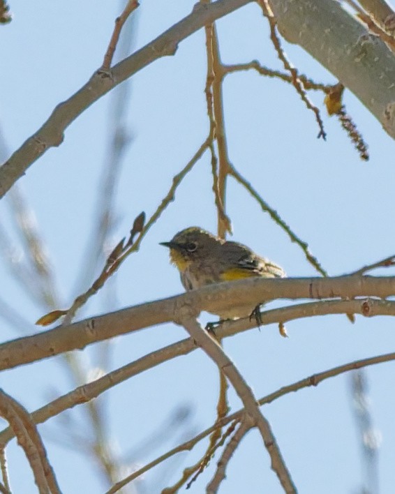 Yellow-rumped Warbler (Audubon's) - ML652673828