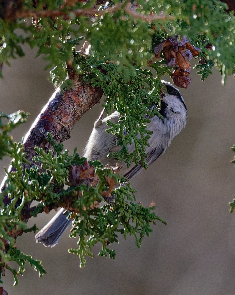 Mountain Chickadee (Rocky Mts.) - ML652673853