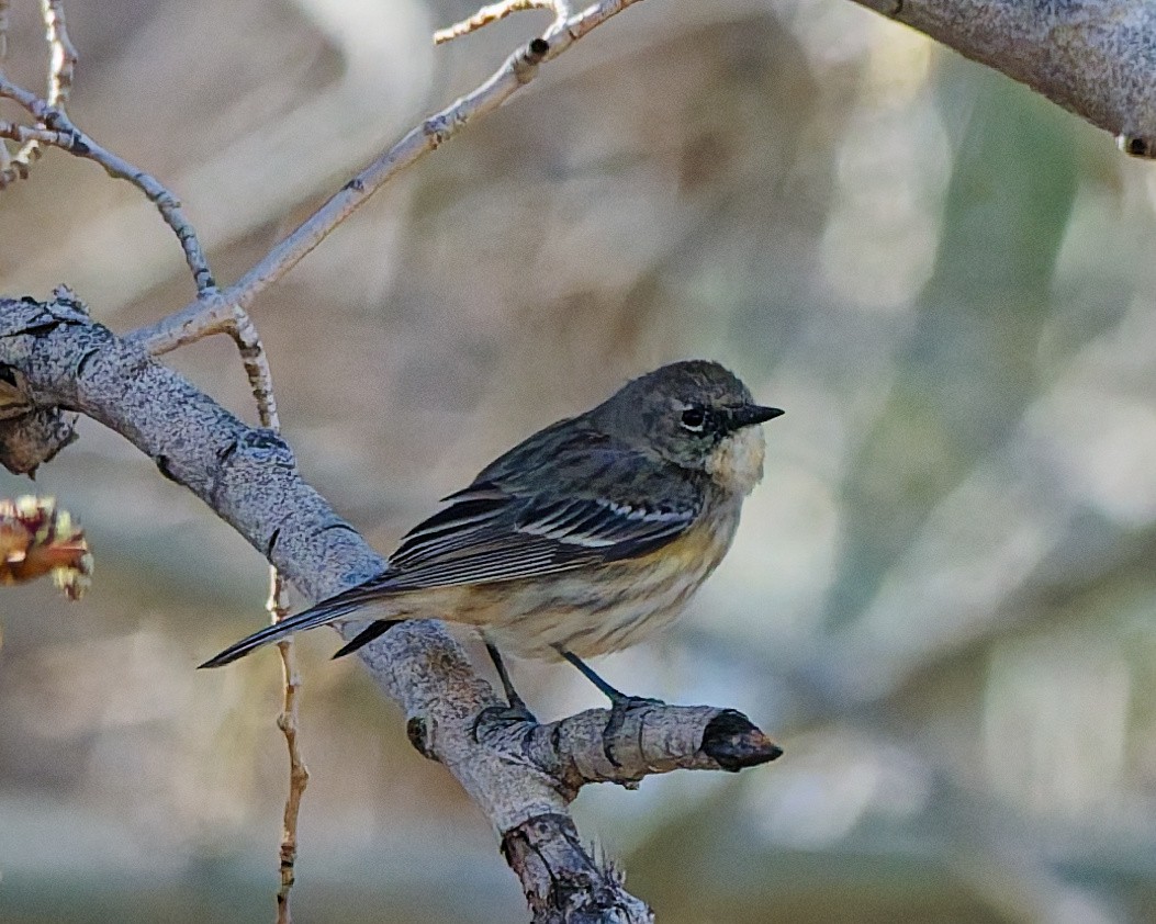 Yellow-rumped Warbler - ML652673937