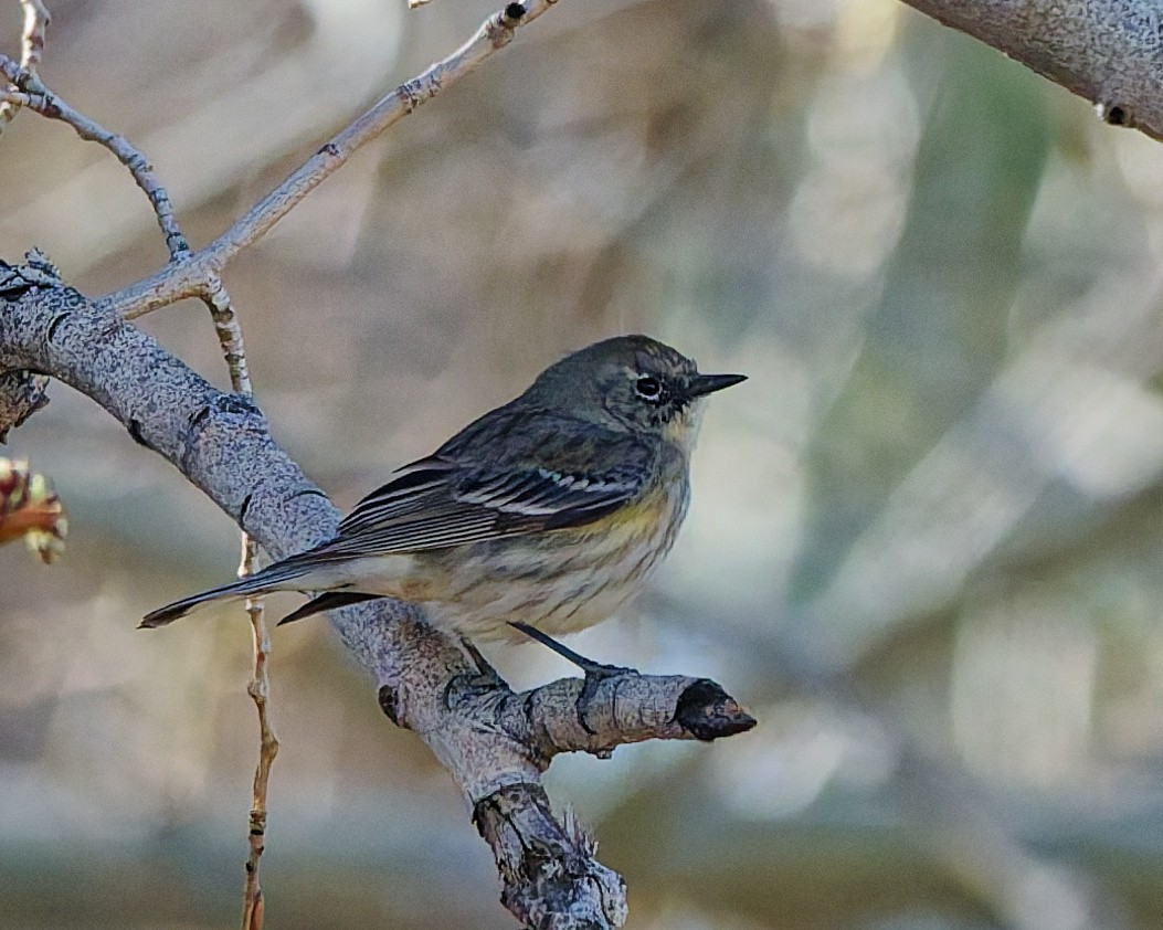 Yellow-rumped Warbler - ML652673940