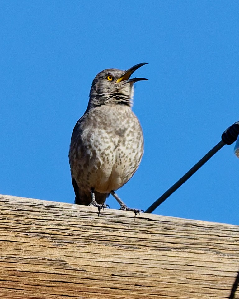Curve-billed Thrasher - ML652673969