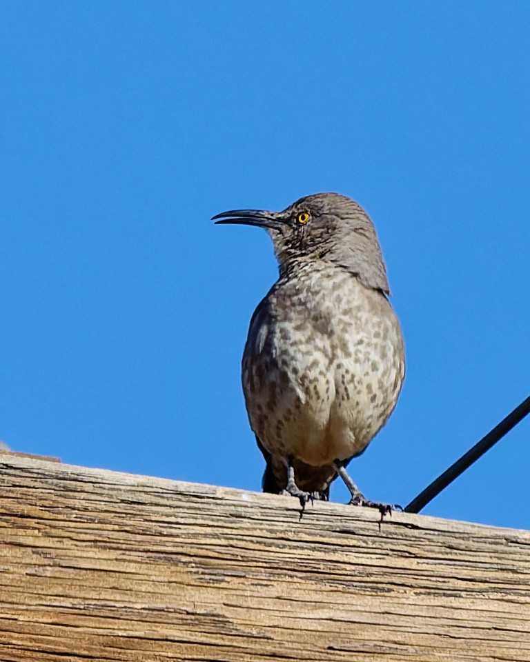 Curve-billed Thrasher - ML652673975