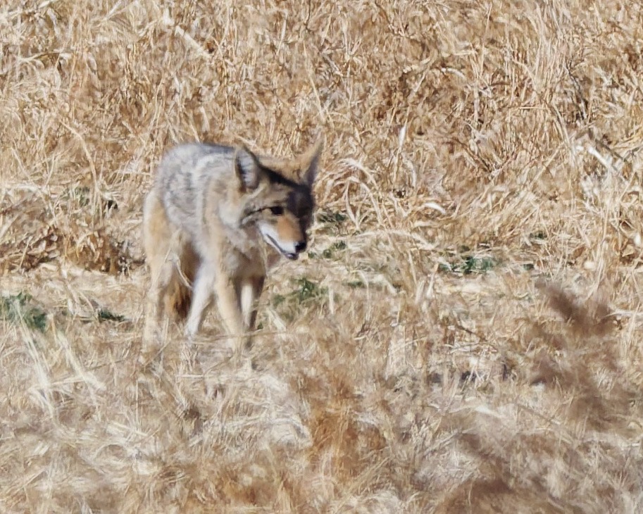 郊狼 - ML652674002