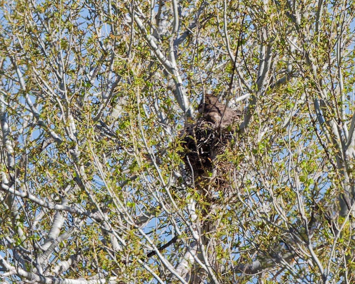 Great Horned Owl - ML652674019