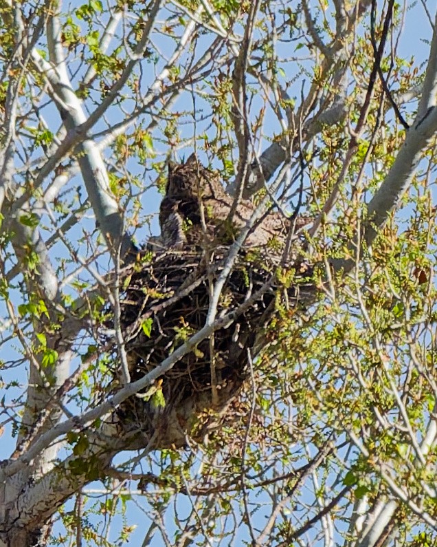 Great Horned Owl - ML652674033