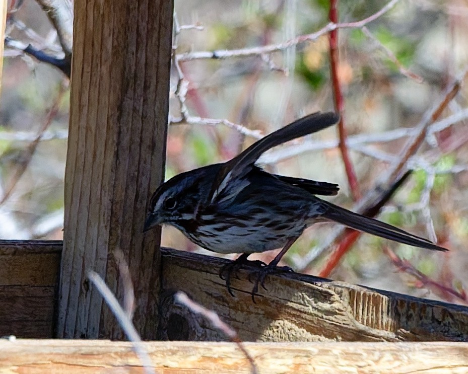 Song Sparrow - ML652674042