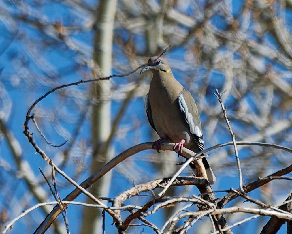 White-winged Dove - ML652674052
