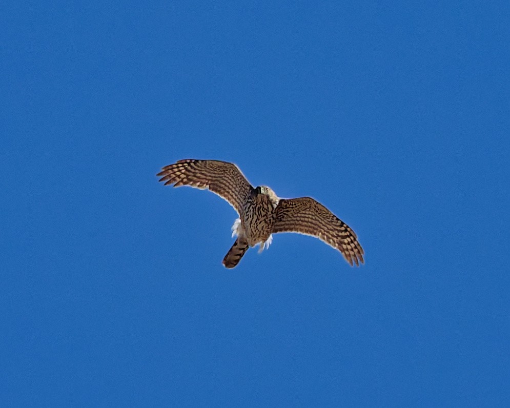 Cooper's Hawk - ML652674061