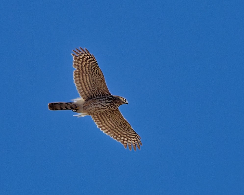 Cooper's Hawk - ML652674075