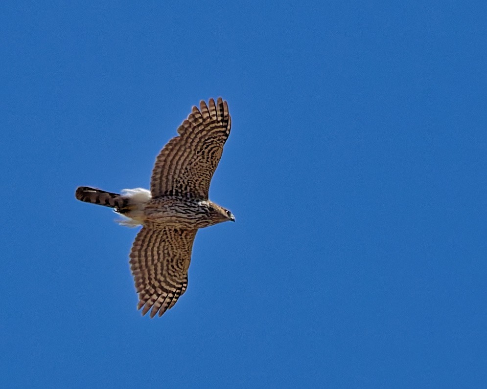 Cooper's Hawk - ML652674084