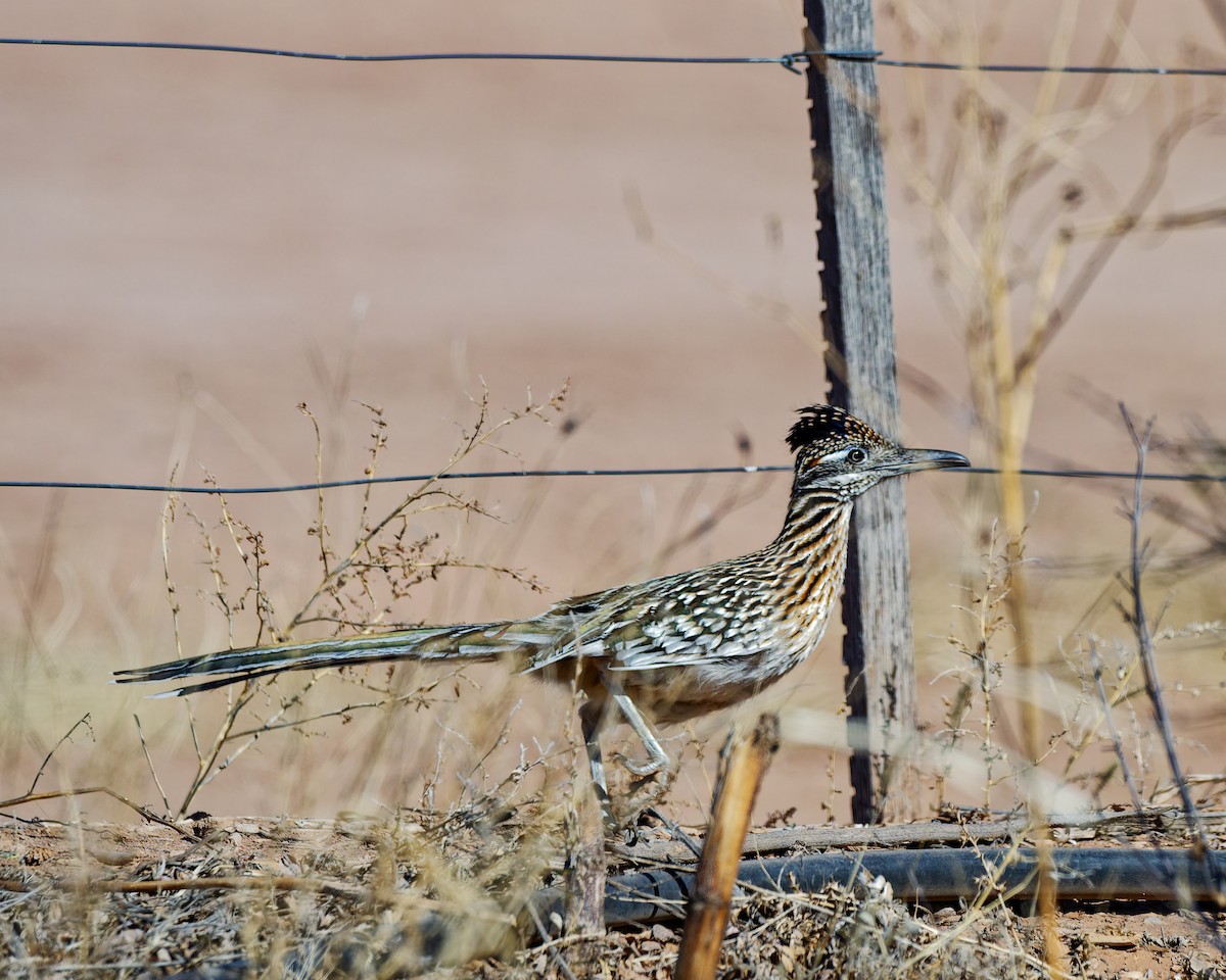 Greater Roadrunner - ML652674106
