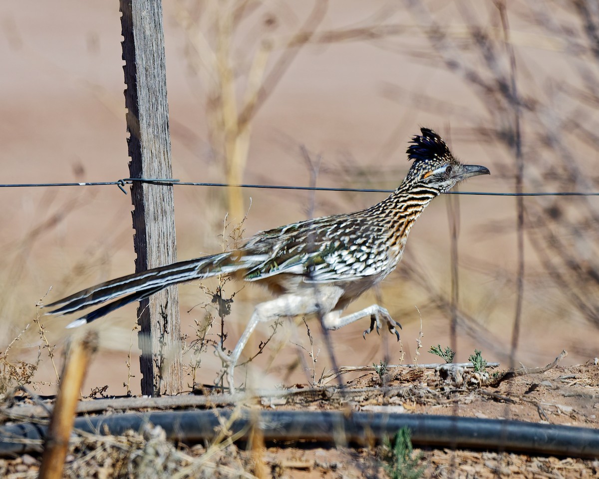 Greater Roadrunner - ML652674108