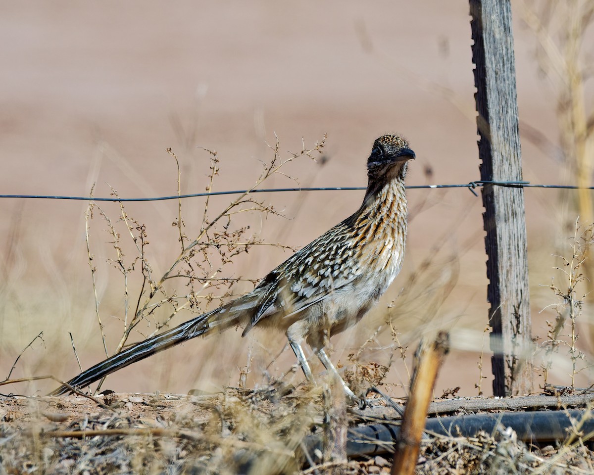 Greater Roadrunner - ML652674117