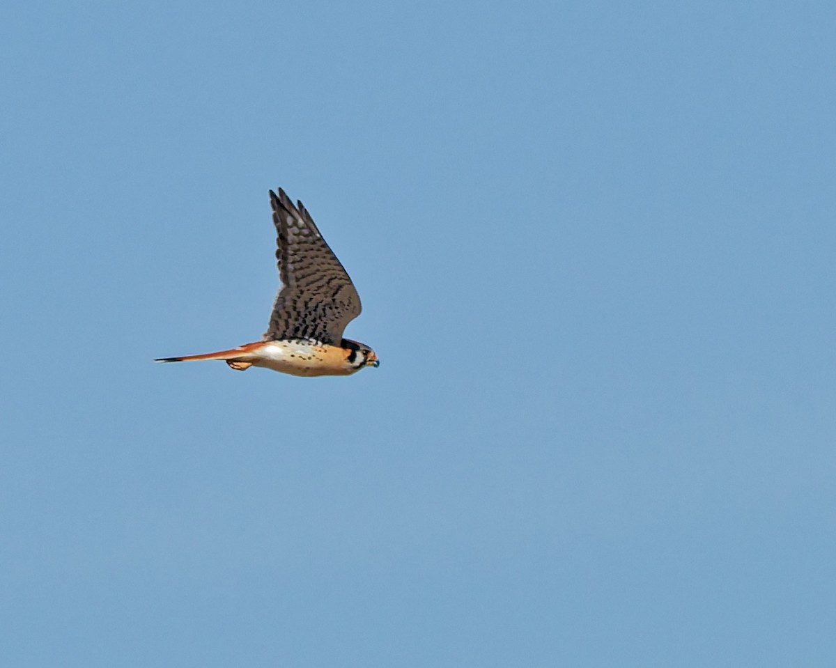 American Kestrel - ML652674140