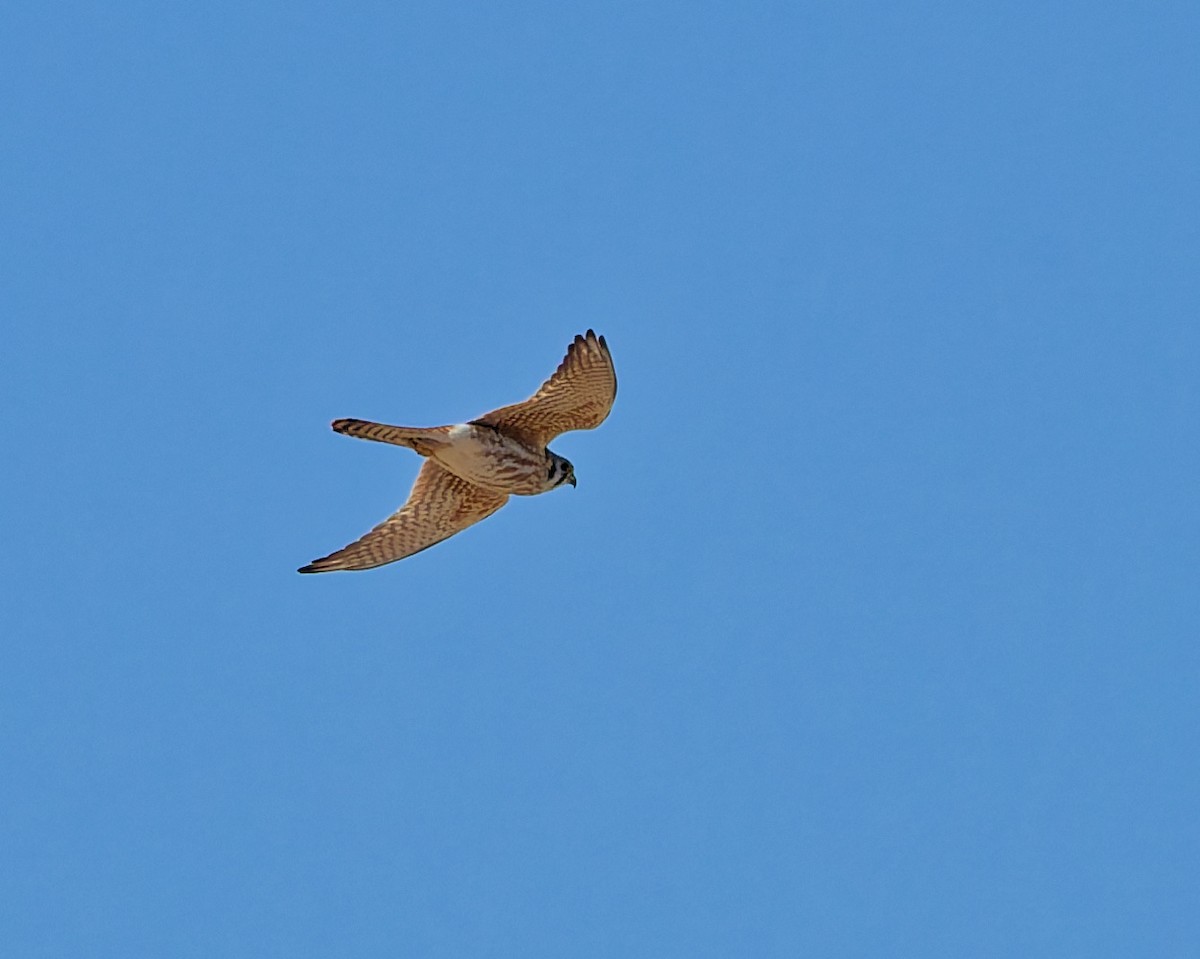 American Kestrel - ML652674163