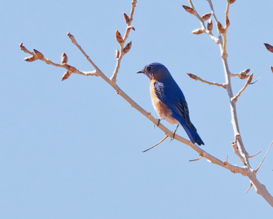 Eastern Bluebird - ML652674176