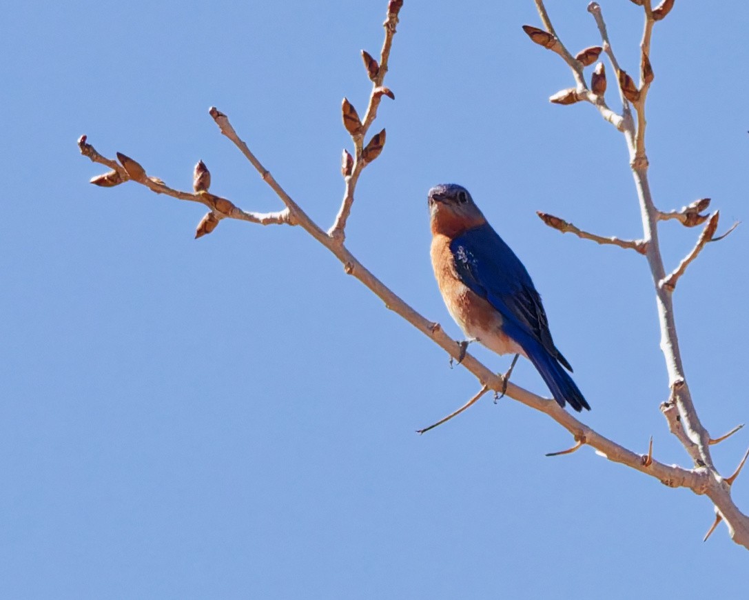 Eastern Bluebird - ML652674180