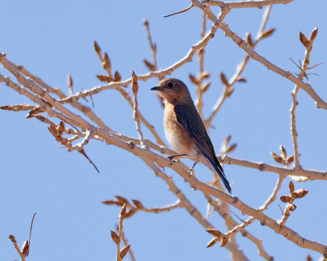 Eastern Bluebird - ML652674185