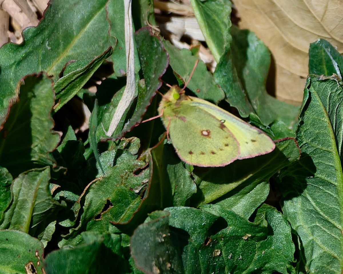 Clouded Sulphur - ML652674192