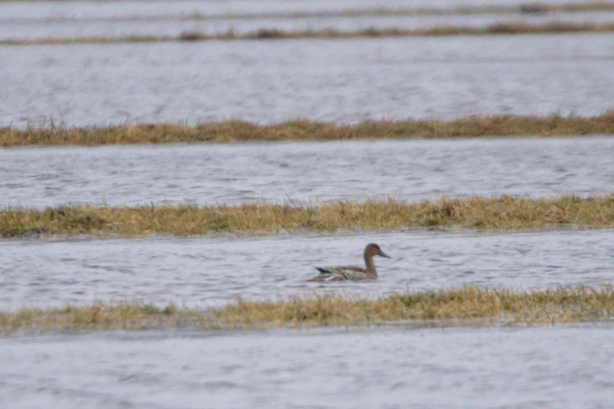 ostralka štíhlá - ML652674241