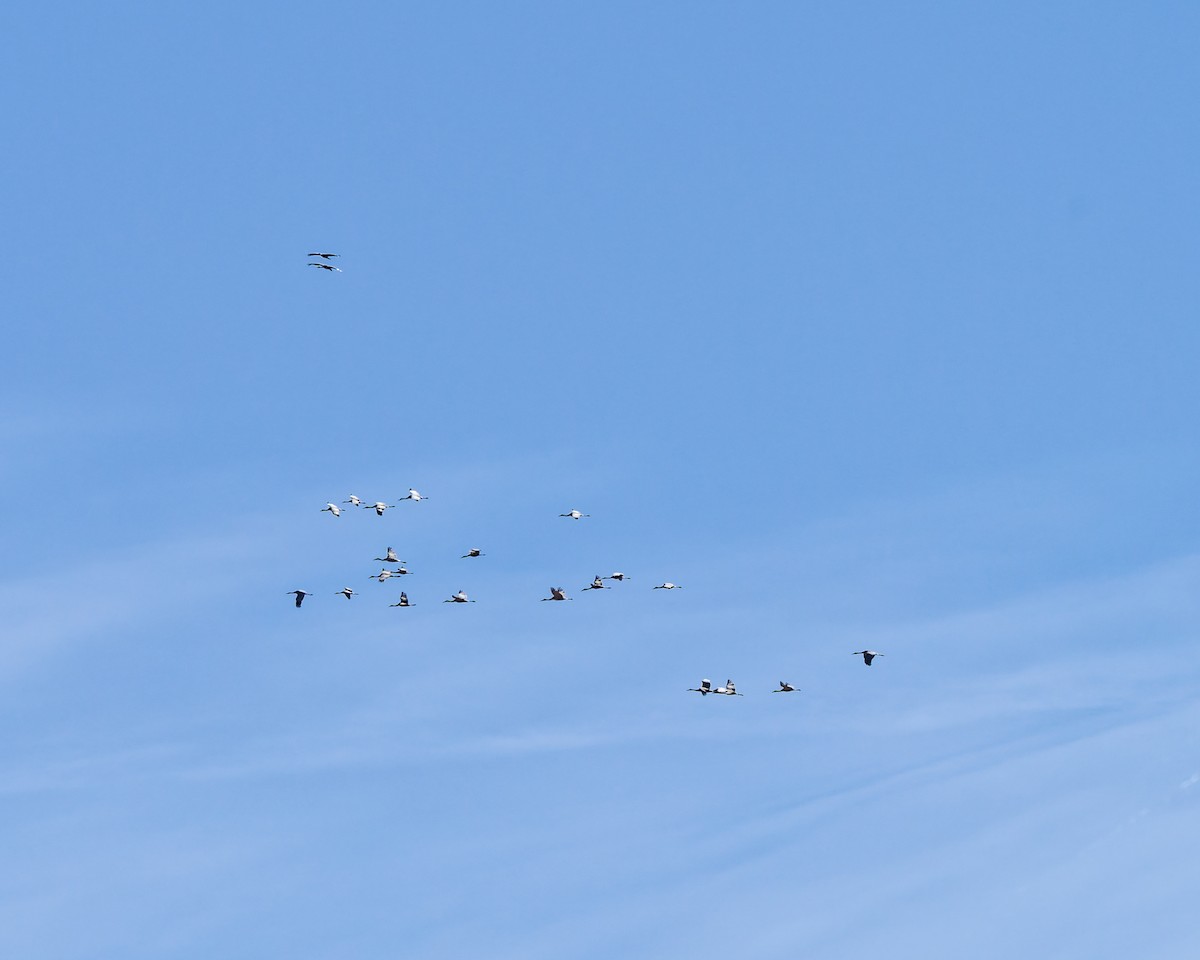 沙丘鶴 - ML652674274