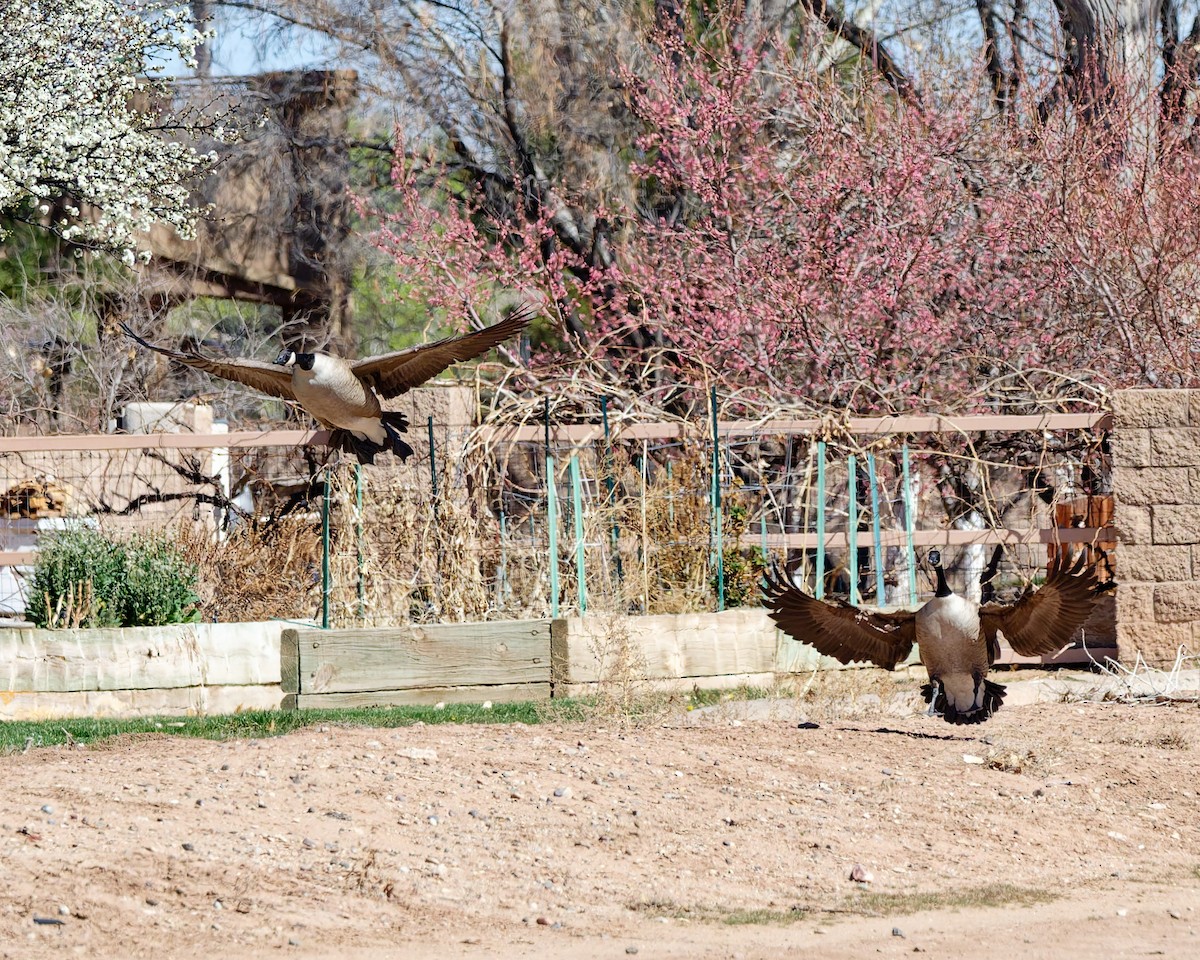 Canada Goose - ML652674283