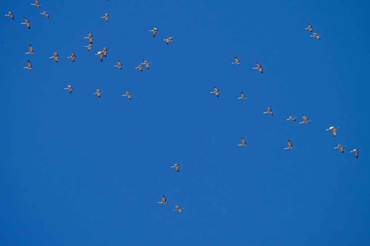 沙丘鶴 - ML652674296