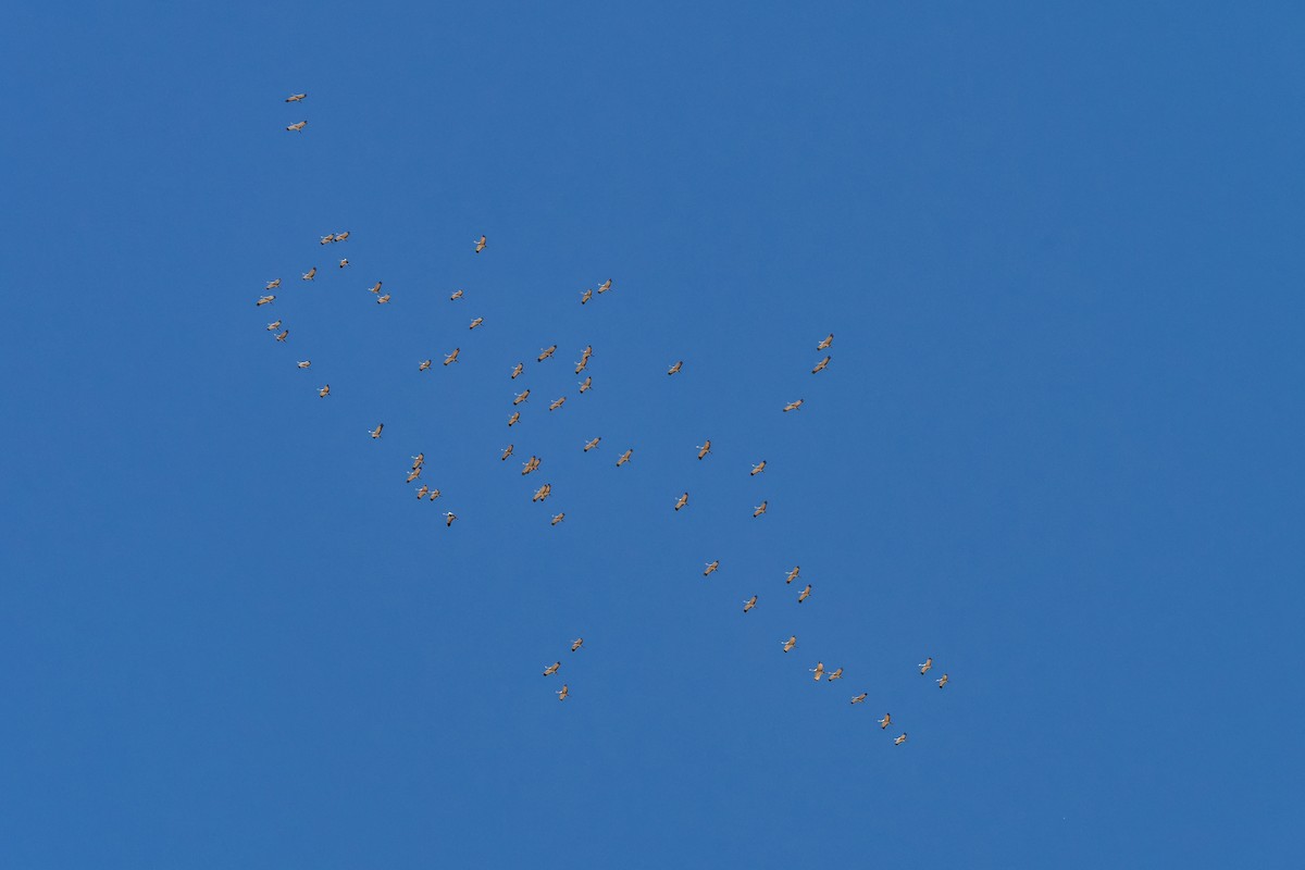 沙丘鶴 - ML652674298