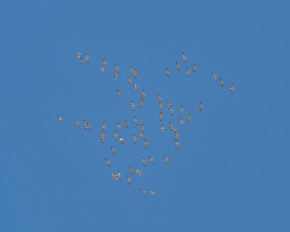 沙丘鶴 - ML652674304