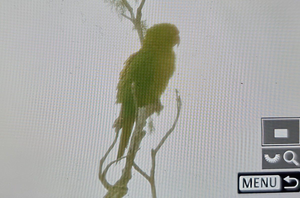 aratinga červenočelý - ML652674321